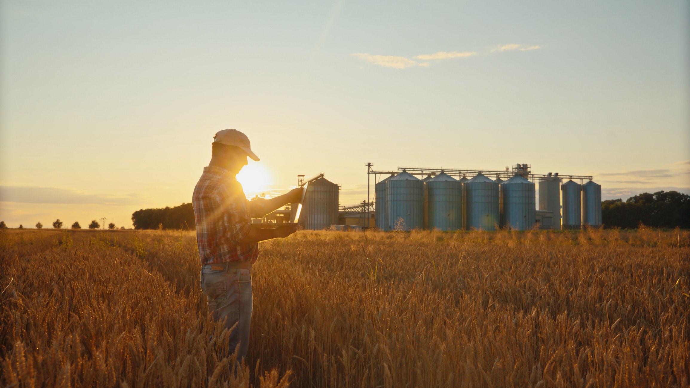 A mature Caucasian male farmer examines his crops while utilizing a digital tablet, standing in a sprawling wheat field, with silos in the background during sunset.