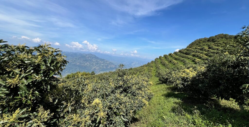 Image for Colombia Avocado Board Partners with Golin for Strategic Marketing and Communications Program to Expand Avocados from Colombia in U.S. Market